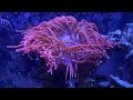 Anemone Saltwater Aquariums tips