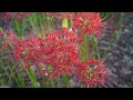 RED SPIDER LILIES at Kinchakuda Manjushage Park Hidaka Saitama Japan