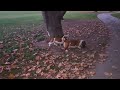 Basset Hound Puppy meets Dashound Puppy