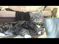 Cat reacting to catmint