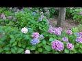 1/Ngắm Vườn Hoa Đẹp/Admire the Beautiful Flower Garden