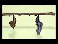 Fritillary caterpillar turns into chrysalis