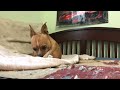 Dog eats bone in time lapse
