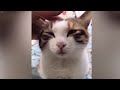 Laugh Out Loud with These Hysterical Cat Videos 😘 Best Funny Videos compilation Of The Month 🐶