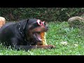 How do Rottweilers Behave Around Livestock or Farm Animals?