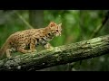 World's smallest cat 🐈- BBC