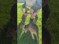 Little Boy Comforts Baby Kangaroos || ViralHog