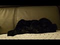 Black Cat Sleeping (stop motion)