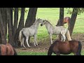 OS CAVALOS 🐎 MAIS ADMIRADOS DA FAZENDA  ll  série fazenda (EP.2)