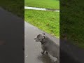 Dog don’t like rain