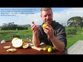 7 Awesome Lemon and Lime Varieties - Ponderosa, Meyer, Yen Ben, Lemonade, Key Lime, Limequat, Makrut