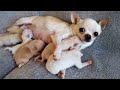 Busy Momma - SEE PLAYLIST OF THIS LITTER