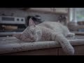 Peaceful Vibes for Cats and Humans | 4 Hours of Relaxing Music 🐱🎵