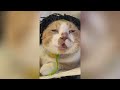 Try Not To Laugh 🤣 New Funny Cats  And Dog Video 😹 - MeowFunny Part 10