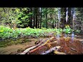 2HRS of Relaxing River & Birdsong for Stress Relief | Sleep | Meditation