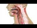 Swallowing Problems after Cervical Spine Surgery (ACDF)