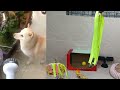 Guilty Dog and cat is so funny😋😻Try Not to Laugh🤣2024 Part 12