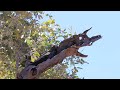 Wild Princess Parrots. Great Sandy Desert.  filmed by Ian and Patricia May, Stieglitz Tasmania