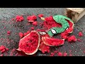 Experiment Car vs Spider Pacman, Watermelon | Crushing crunchy & soft things by car | Test Ex