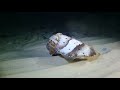 Sepia pharaonis - pharaoh cuttlefish swimming backward and forward