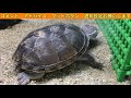 【ミシシッピニオイガメ】飼育110 これは気を付けて‼︎飼い方