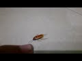 Cockroach 🪳 on life support ( Sorry for long vid)