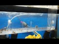 Updated cichlid fry tank and breeding pairs