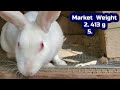 Top 10 Rabbit Breeds for Meat