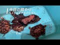 昨年生まれのイシガメたちを外で飼う環境を作りました。