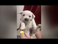 Best Funny Dogs and Cats Videos😜Funniest Animal videos 2024😿🐶