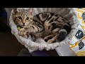 Cute Kitten Named Lucy Playtime