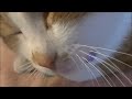 朝からお喋りが止まらない絶好調な猫♥♥猫との会話を楽しむ動画 Conversation with a cat