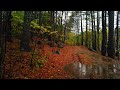 Walking in the Rain, Autumn Forest (4K) | Binaural Audio, Rain on Umbrella Sounds (Relax) - ASMR