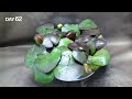 WATER LILY Plant Growing Time Lapse - Bulb To Flower (63 Days)