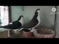 Siraji Mukhi poder homer pigeons For Sale Video 7037952900