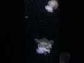 The Amazing Beauty of Jellyfish #relaxingmusic #4kvideo #meditationmusic