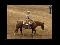 2022 NC State Fair Horses Mini Pony Pull Equestrian Events