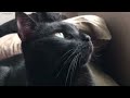 37 seconds of a Cat looking out a window
