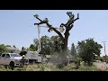 Diseased 130-year-old oak tree removed in Healdsburg