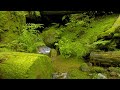 【自然の音】森の湧き水 / Nature Sounds - Spring Water in the Deep Forest