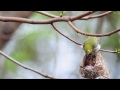 小綠繡眼驚險記