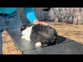 Grooming Dutch Bunny Rabbit With Air Compressor??!!