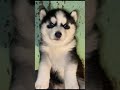 husky baby dog