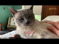 Senior cat's meow for mom will melt your heart