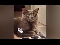 Funniest Cats and Dogs 😘 Best Funny Cats Videos 🙀😻
