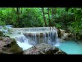 Magnificent sounds of birds, peaceful water stream in the green forest, ASMR