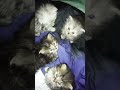 Persian kittens New Orleans/Baton Rouge