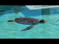 🐢Loggerhead Marinelife Center - A Turtle Hospital / Exhibition [4K]