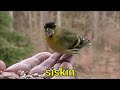 BIRDS Names and Sounds - Learn Bird Species in English