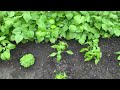 Home Sweet Homemade Homegrown Food Farm Garden Natural Organic Healthy Vegetables June 26 2024